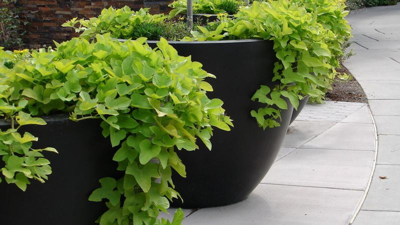 Sweet Potato Vine