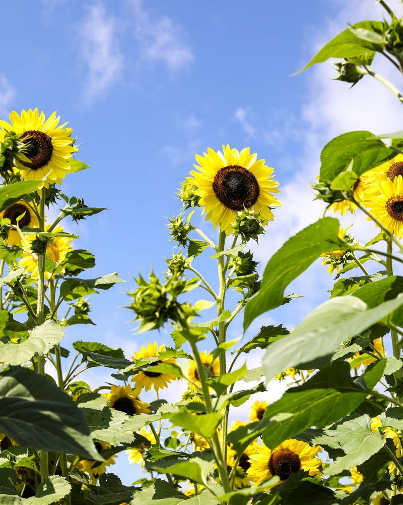 Sunflowers