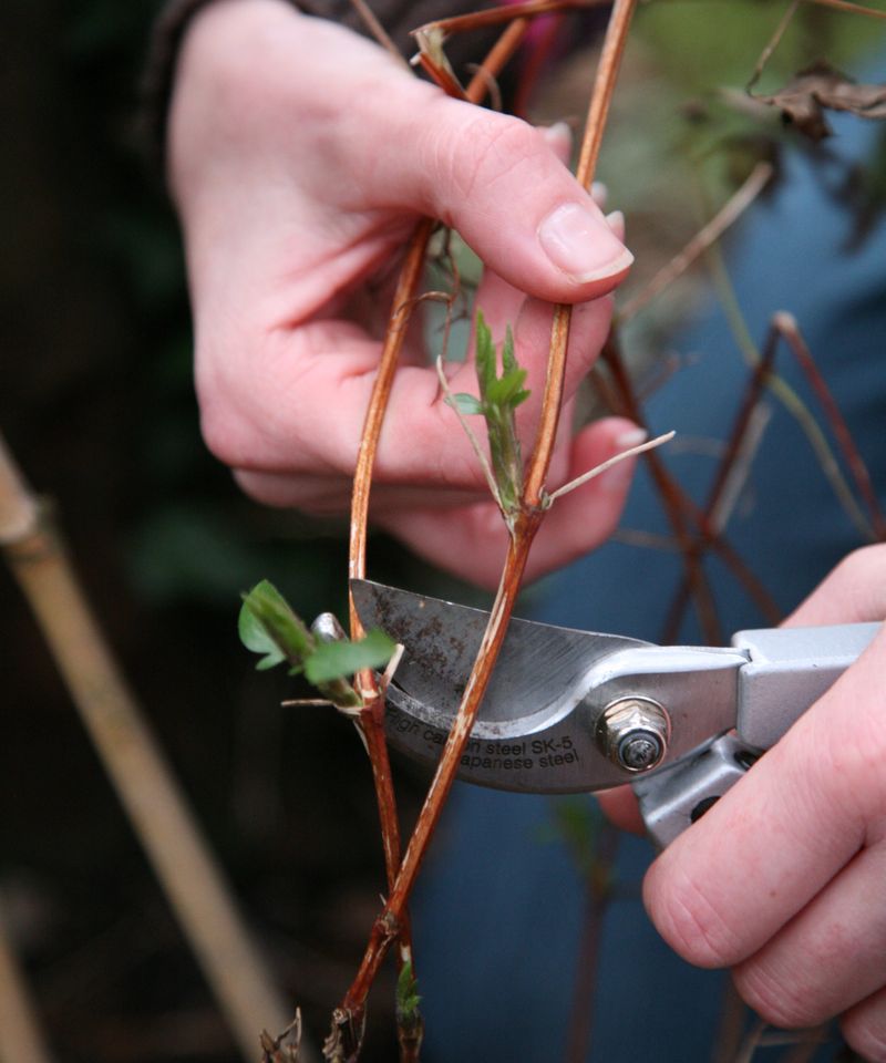 Incorrect Pruning for the Clematis Type