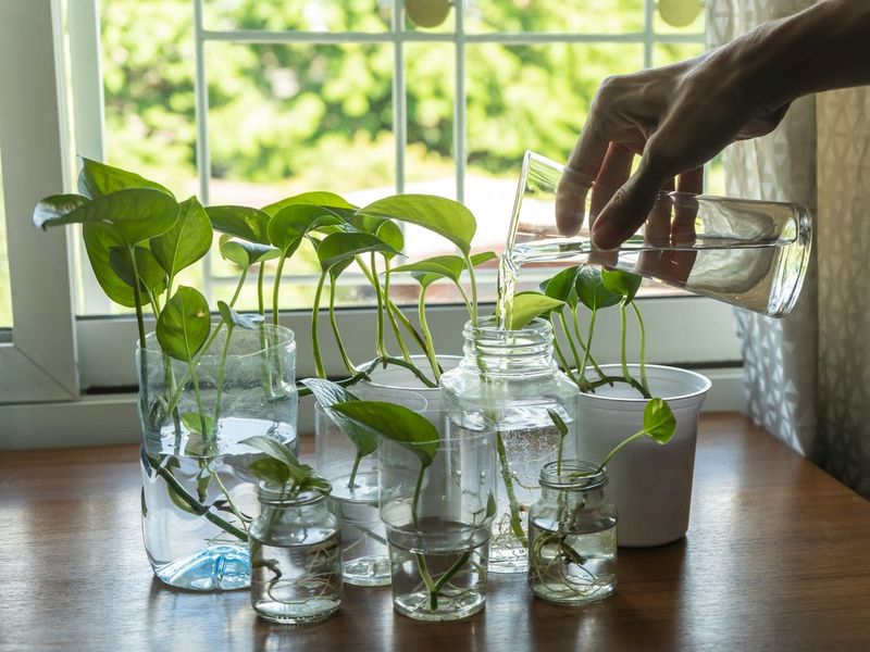 Propagate Cuttings to Fill Bare Spots