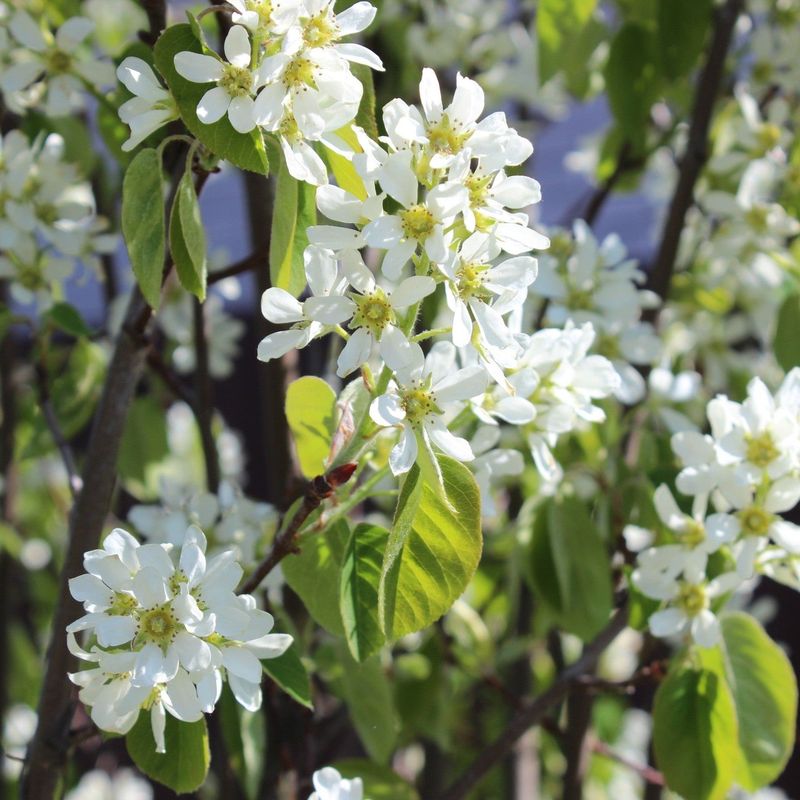 Running Serviceberry (Amelanchier stolonifera)