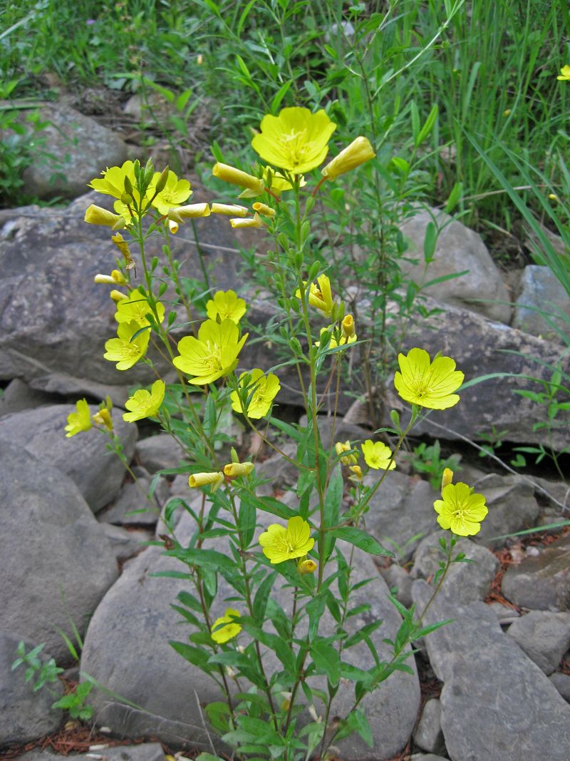Southern and Northern Sundrops