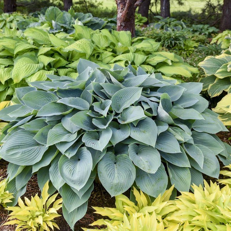 Hosta
