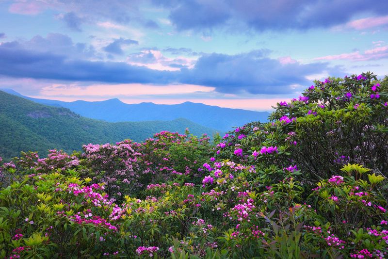 Catawba Rhododendron (Rhododendron catawbiense)