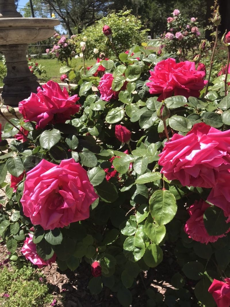 Light, moisture, pruning, and plant health set the bloom ceiling