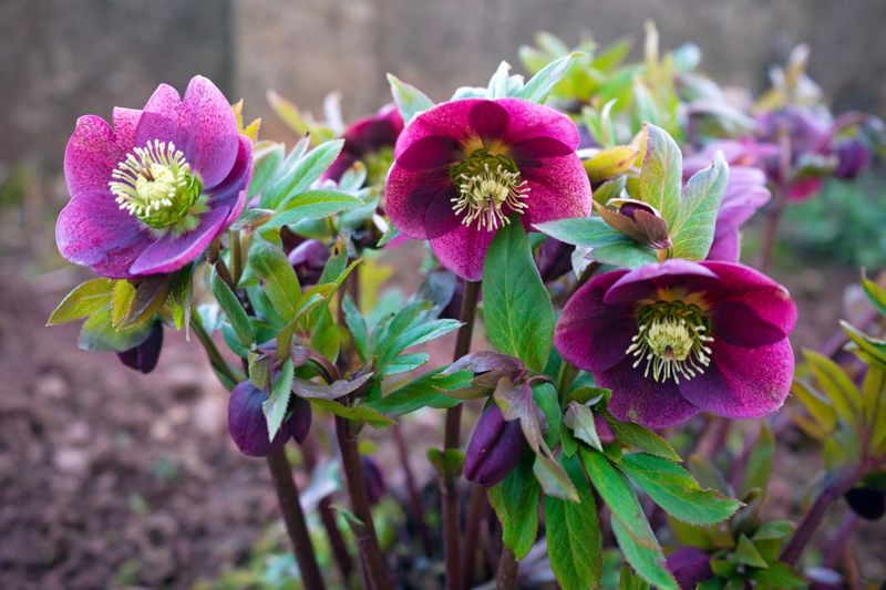 A late-winter option, not the only flower in the garden