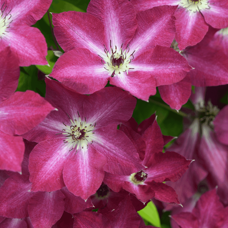 Clematis