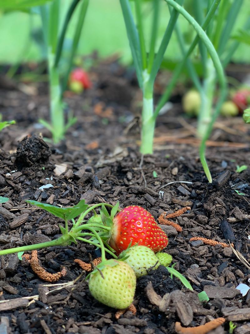 Strawberries