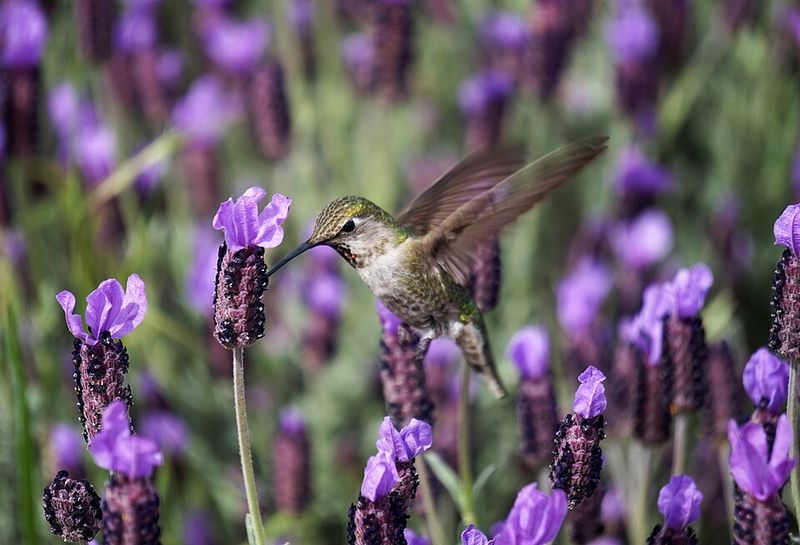 Lavender (Lavandula angustifolia)