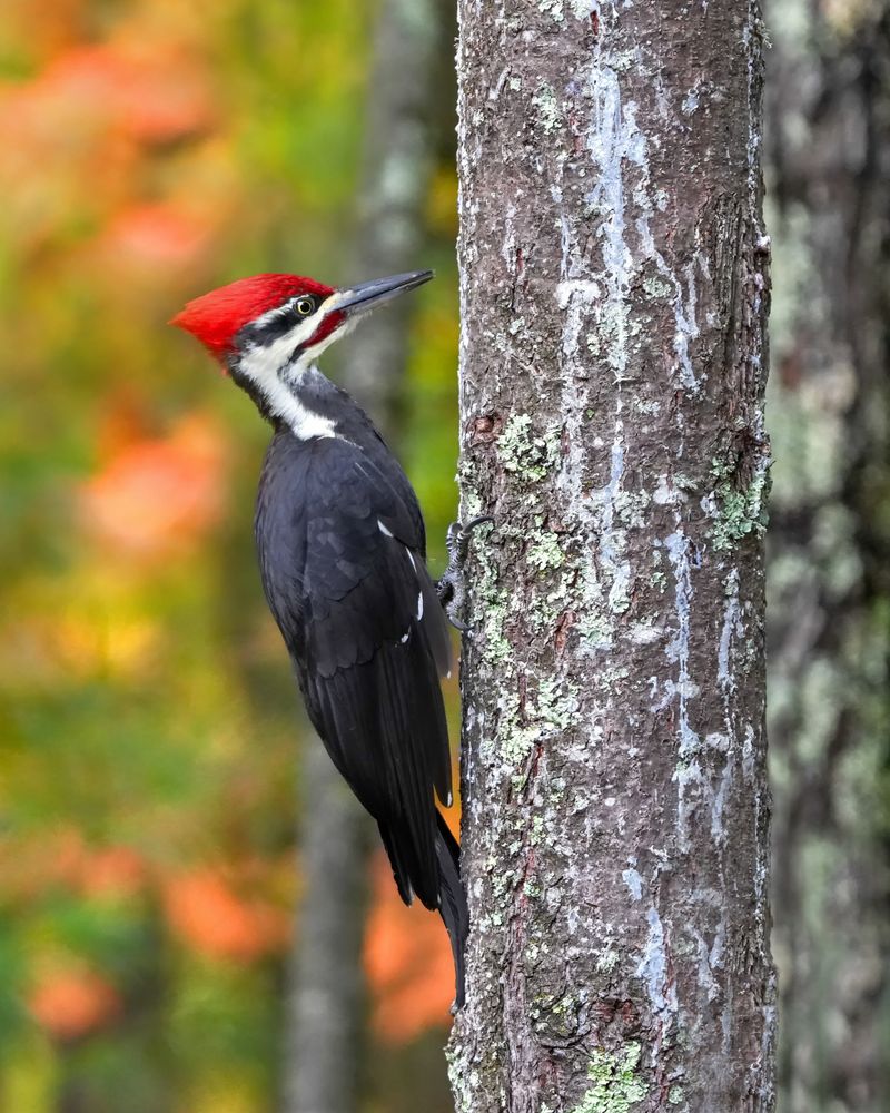 Does a fall sighting mean the bird is nesting?