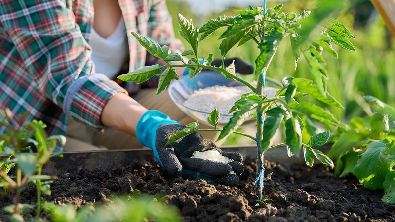 Mixing It Into The Planting Hole