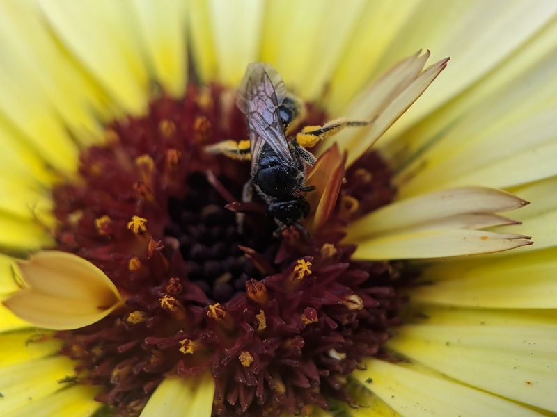 Lasioglossum Sweat Bees