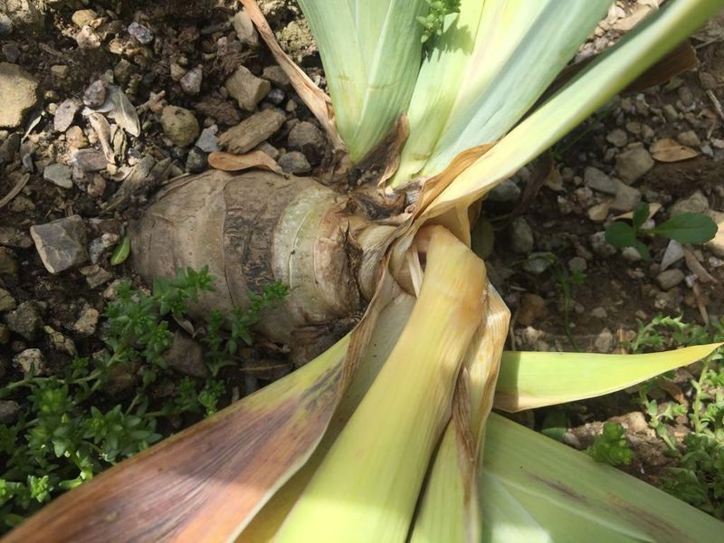 Deep planting and trapped moisture create avoidable risks