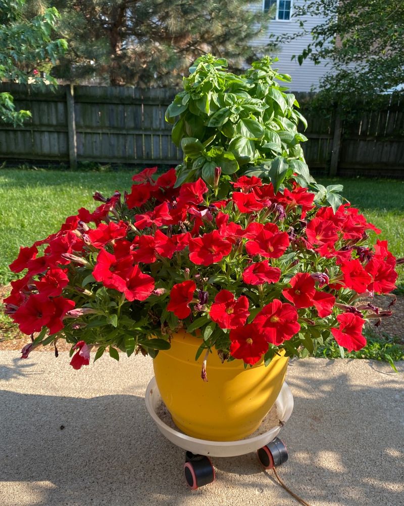 Chop the Whole Plant Back by a Third