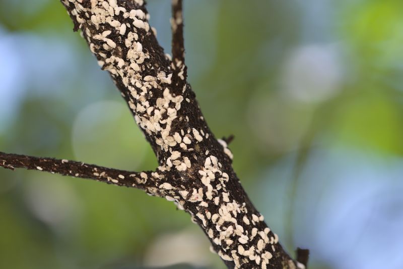 Bark scale is one important cause of unusual bark loss