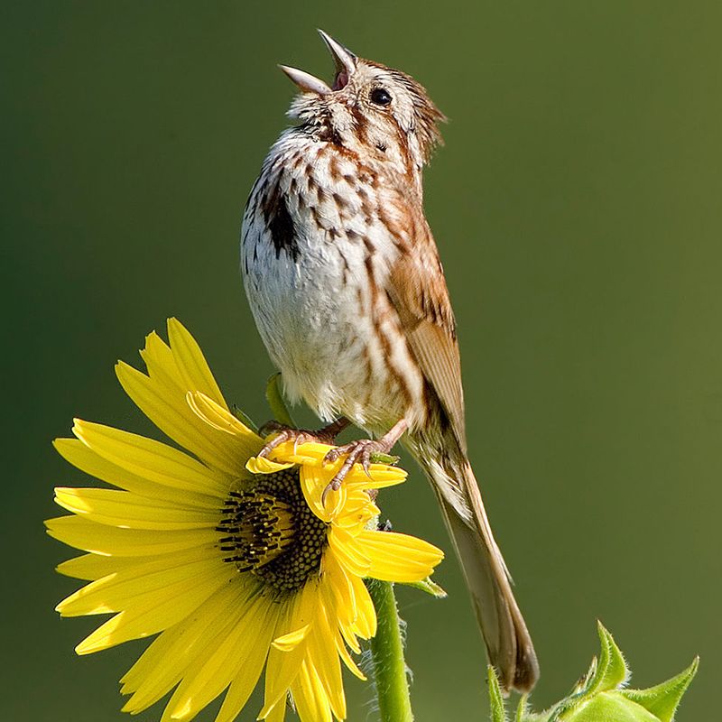 Sparrows