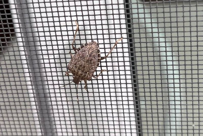 Brown marmorated stink bugs seek shelter as fall approaches