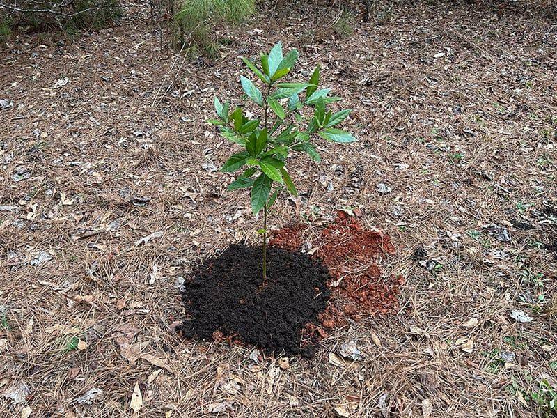 Plant for the tree you will live with, not the sapling you buy