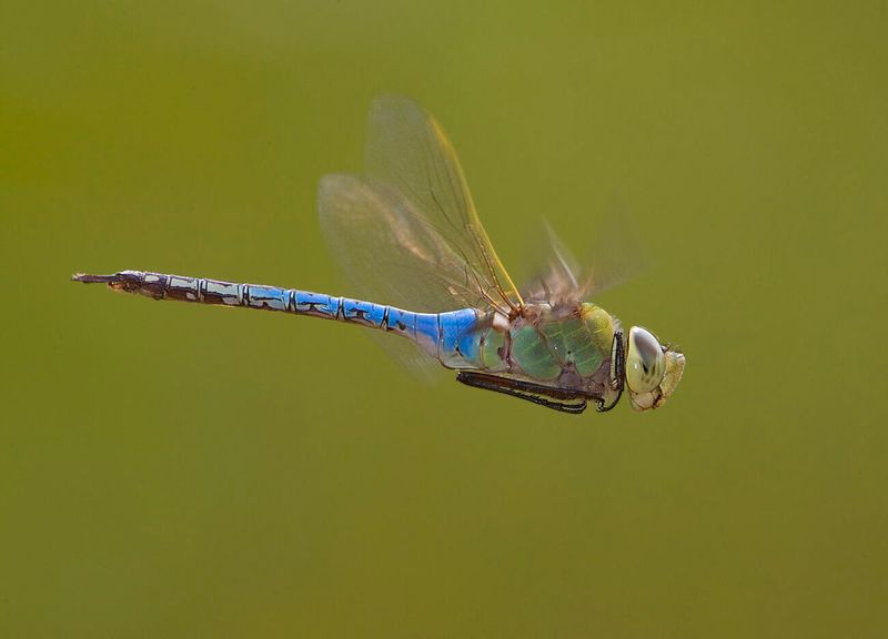 Dragonflies