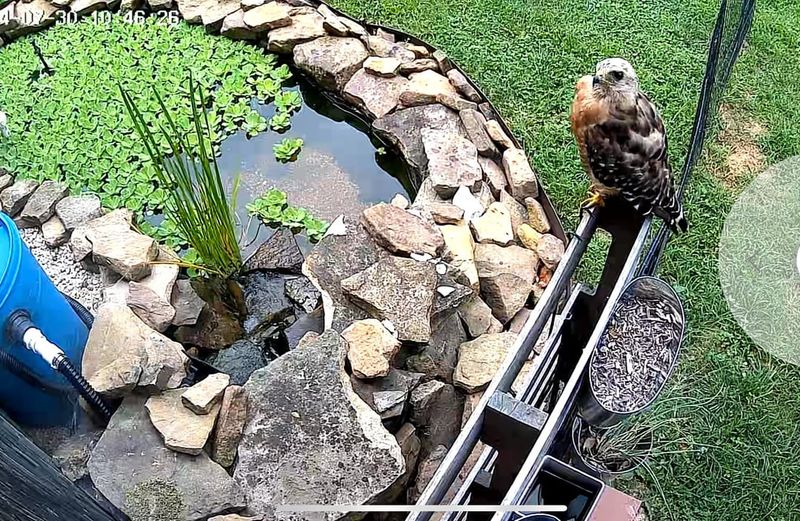 Pause Feeders Without Removing the Whole Yard