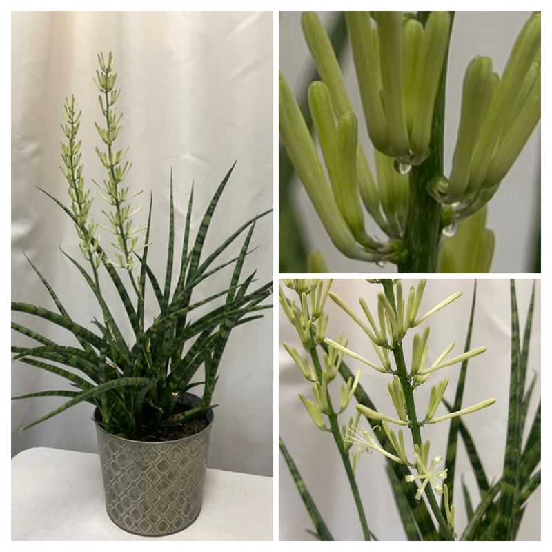 That sudden spike is a real flower stalk