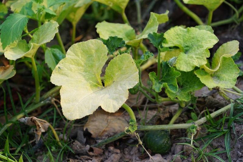 Nitrogen Deficiency