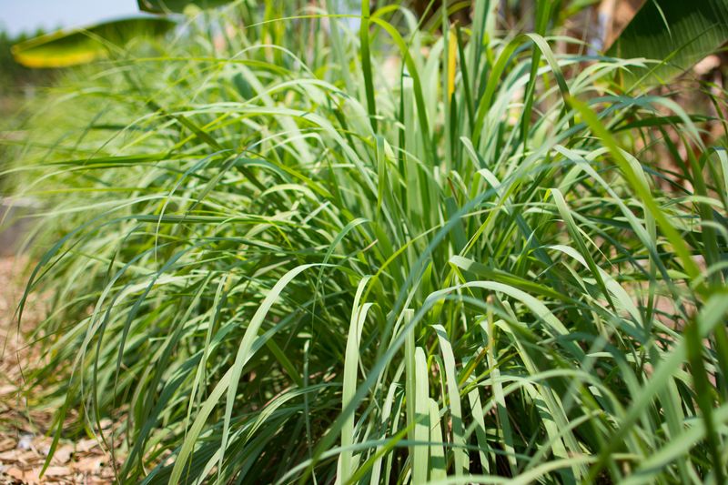 Lemongrass