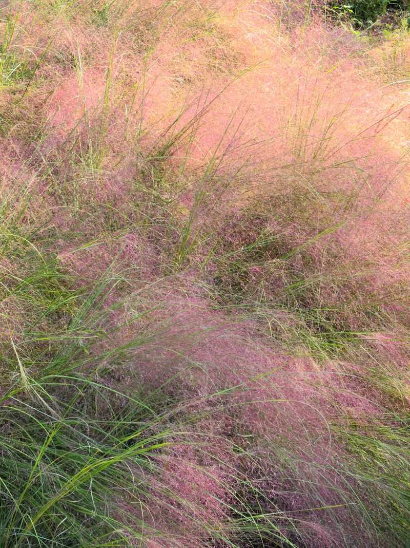 Pink muhly brings native fall color, while little bluestem offers another look