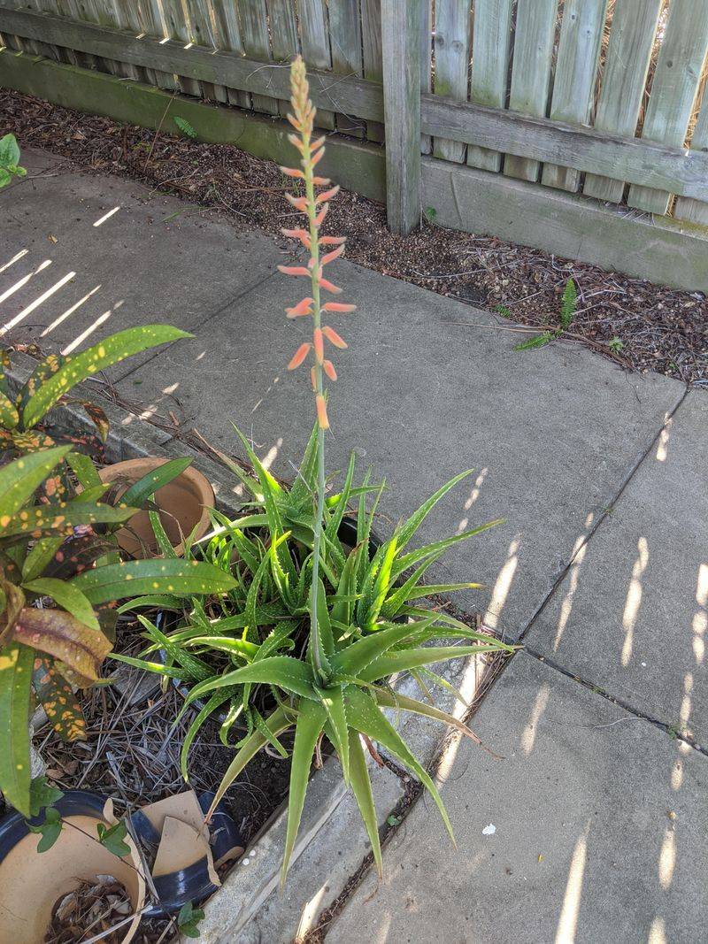 When to leave or remove the stalk