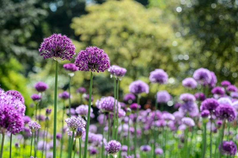 Alliums