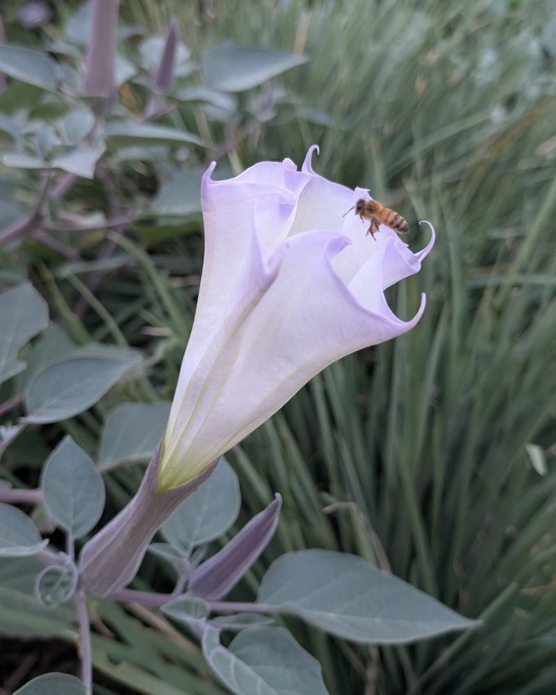 Sacred Datura (Datura wrightii)
