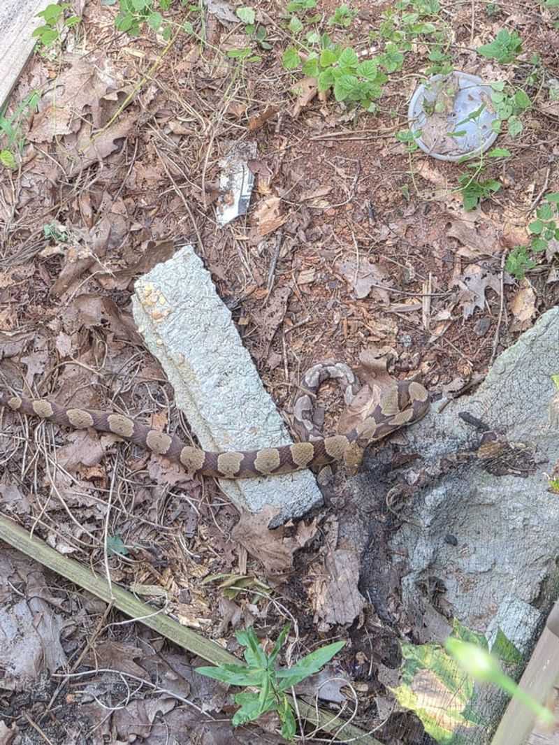 Stop work and back away before identifying the snake