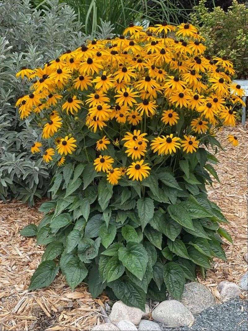 Black-Eyed Susan (Rudbeckia fulgida)