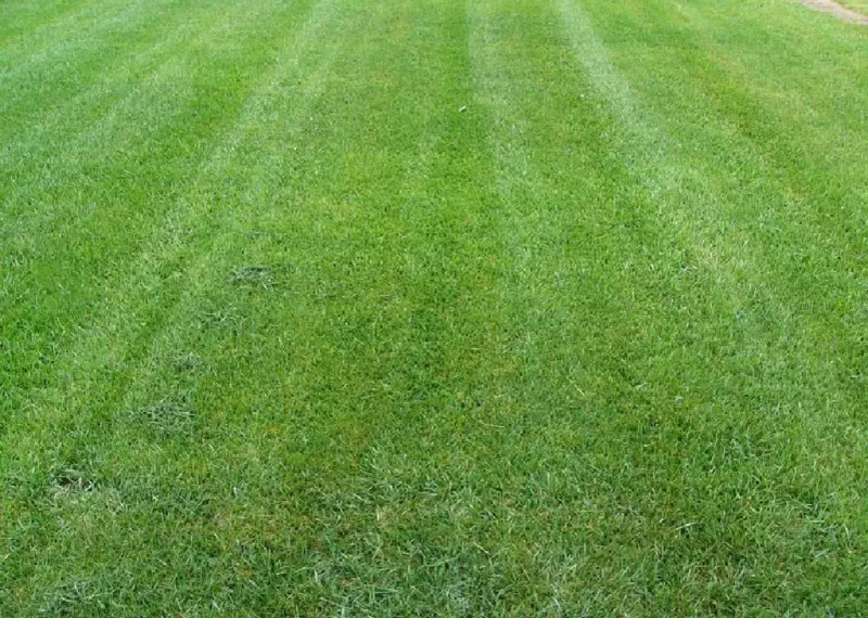 Match the remedy to what your lawn shows