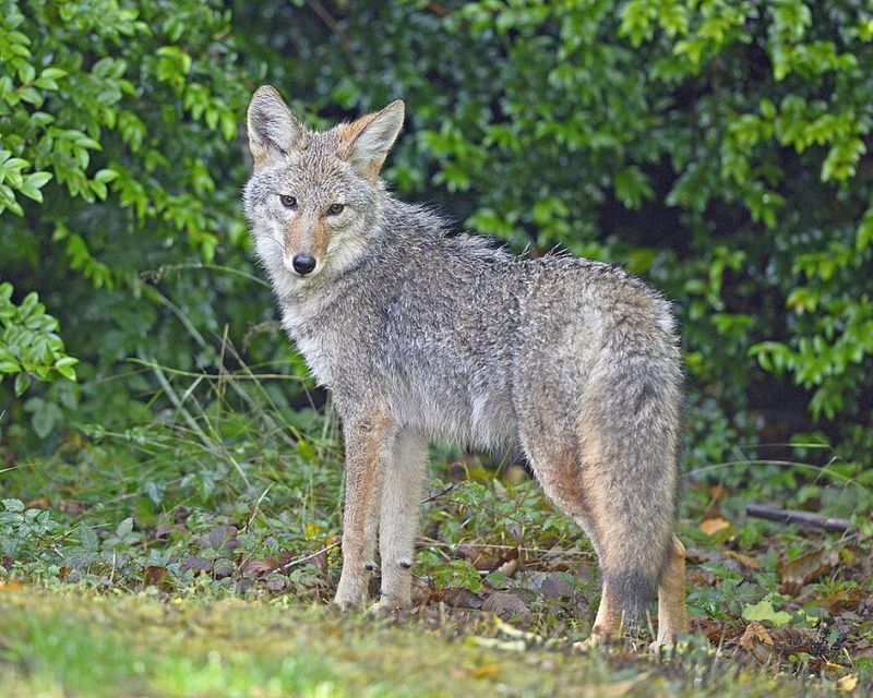 Respond to a sighting with calm, practical steps