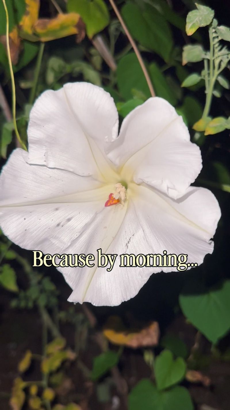 Read the night bloom as a rhythm, not a guarantee