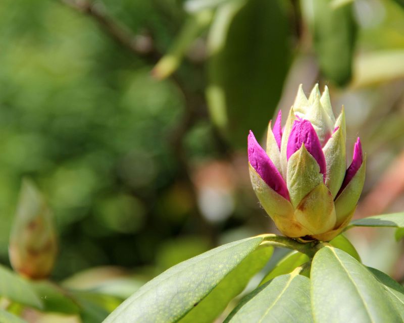 Rhododendrons
