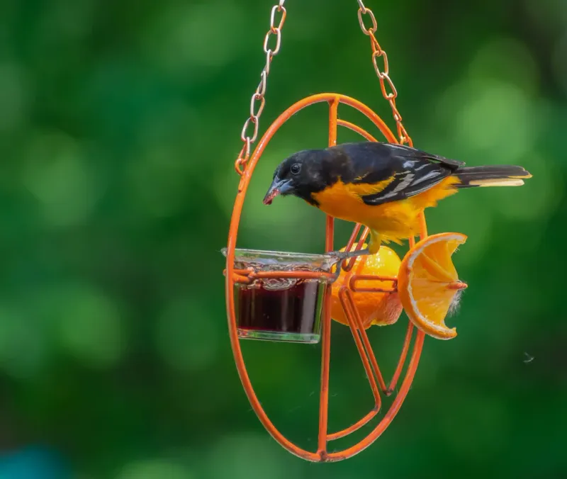 Baltimore Oriole
