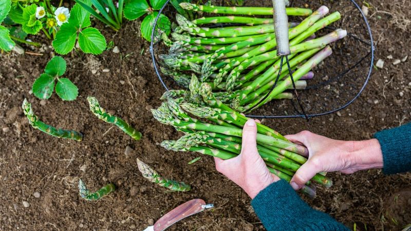 Asparagus