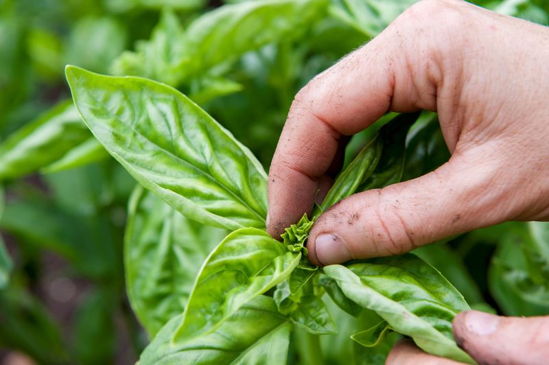 It Doubles Your Leaf Production For Bushier Plants