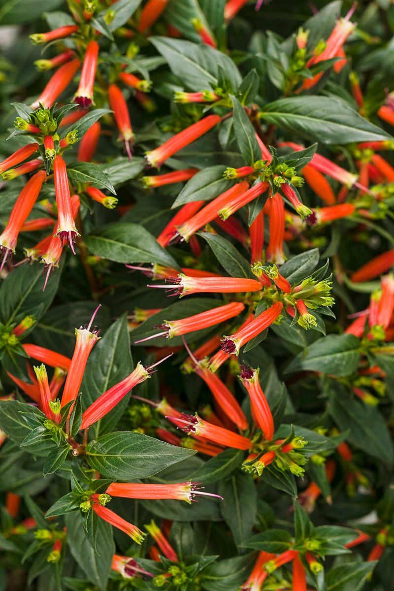 Cuphea 'Vermillionaire' (Firecracker Plant)