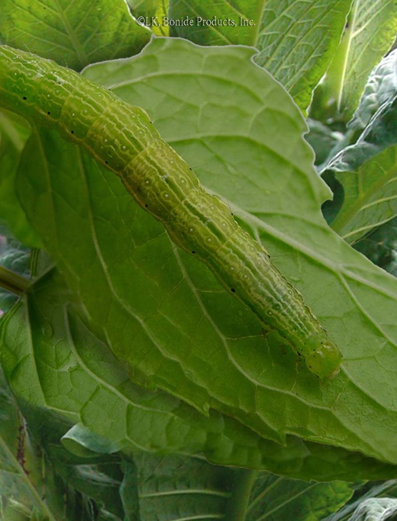 Ignoring Pest Infestations