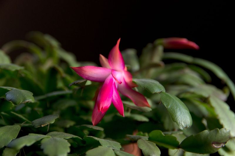 Long, uninterrupted nights can help initiate flowers