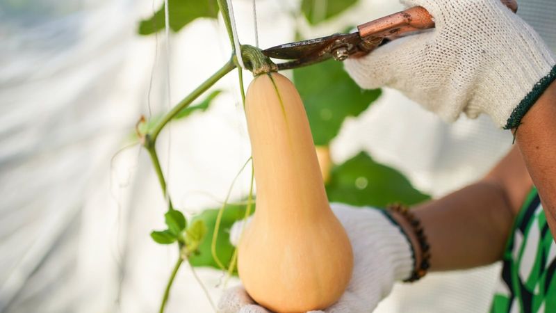 Snapping Off or Grabbing the Stem