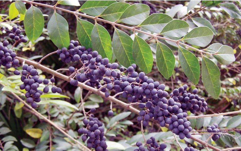 Chinese and Japanese Privet