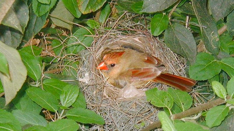 Nesting Material Left Within Reach
