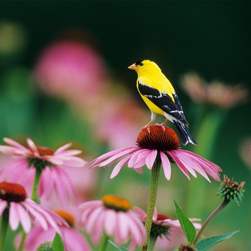 Coneflowers (Echinacea spp.)