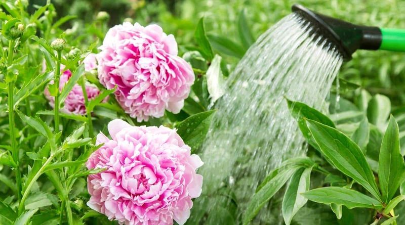 Water Deeply Until the Ground Freezes