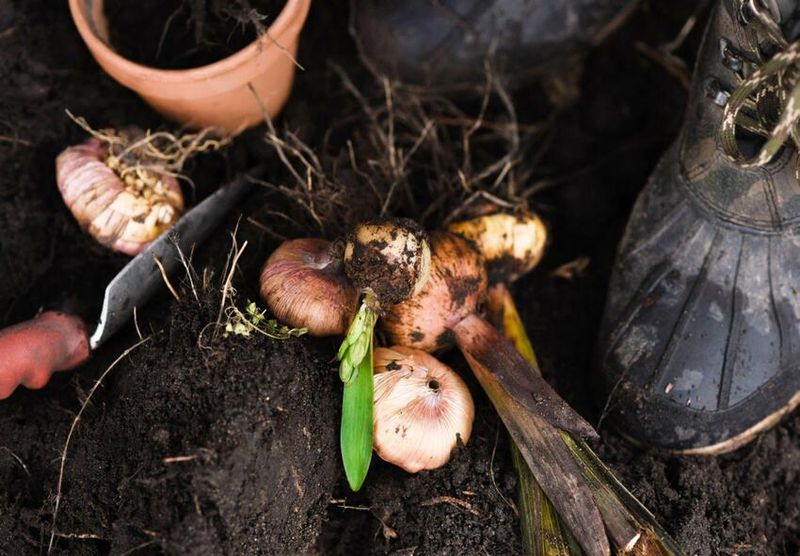 Lift the clump gently and prepare it for curing