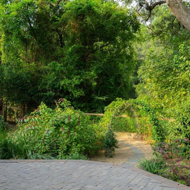 Choose a bright woodland-edge location